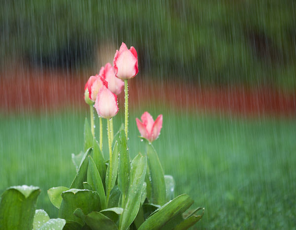 tulips in rain
