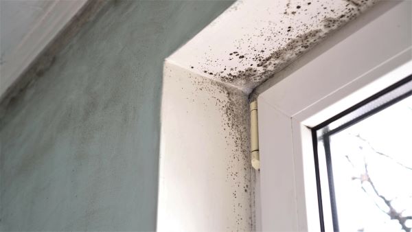 How Summer Humidity Promotes Mold and Water Damage