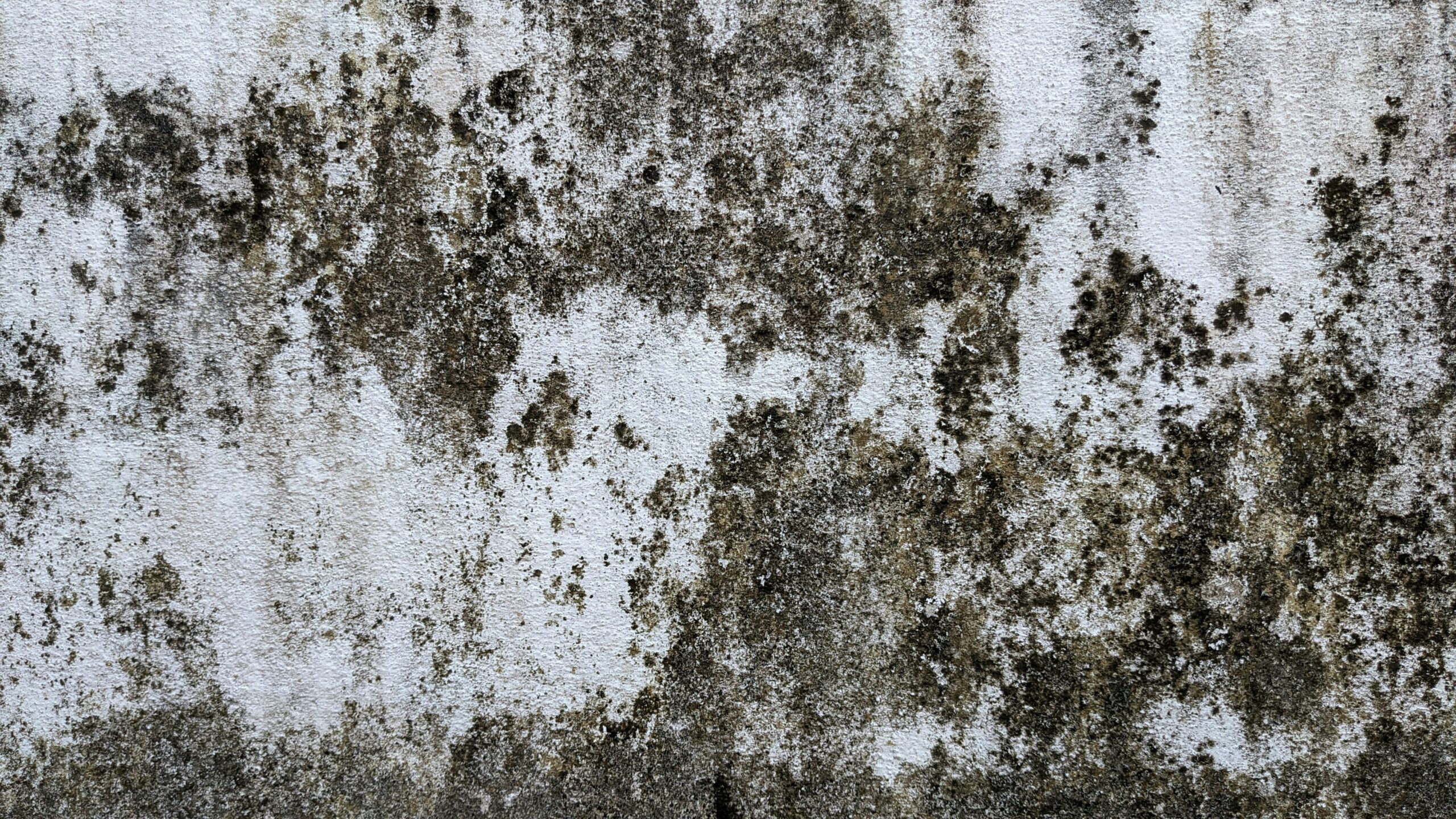 White and gray mildew growing on a damp wall surface showing early signs of fungal growth