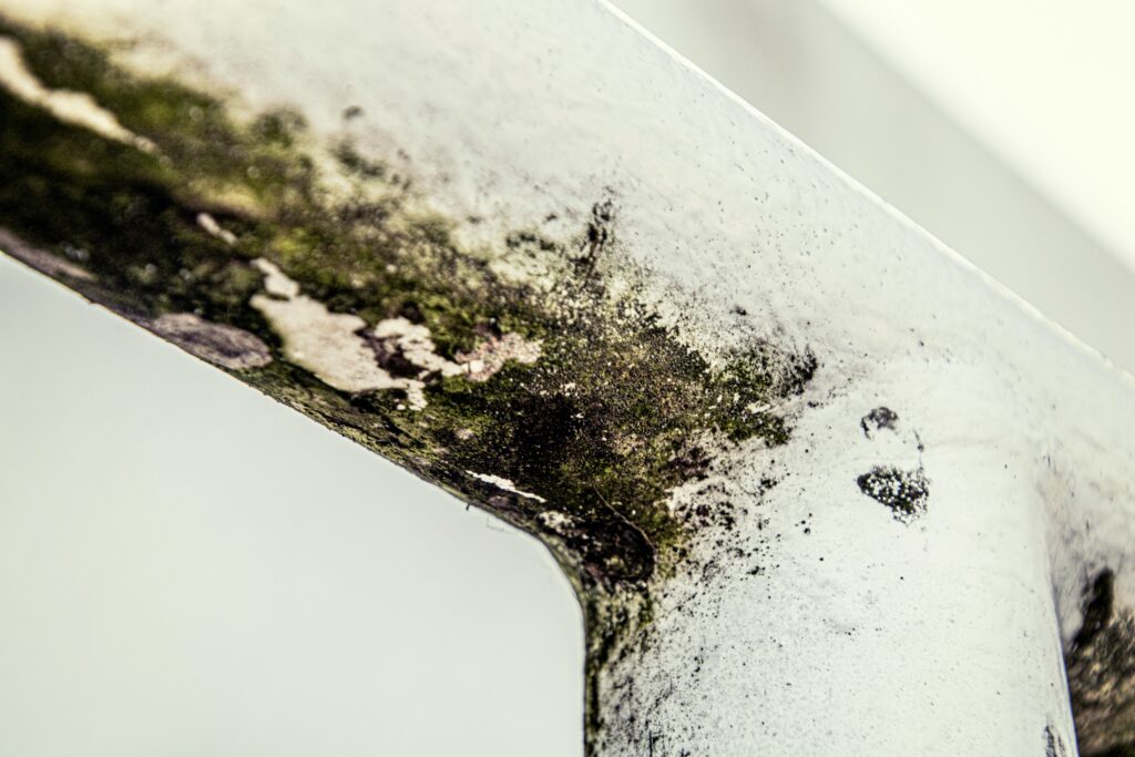Household bleach sprayed on a moldy wall where the surface color faded but mold remains in the porous drywall